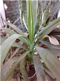 Yucca